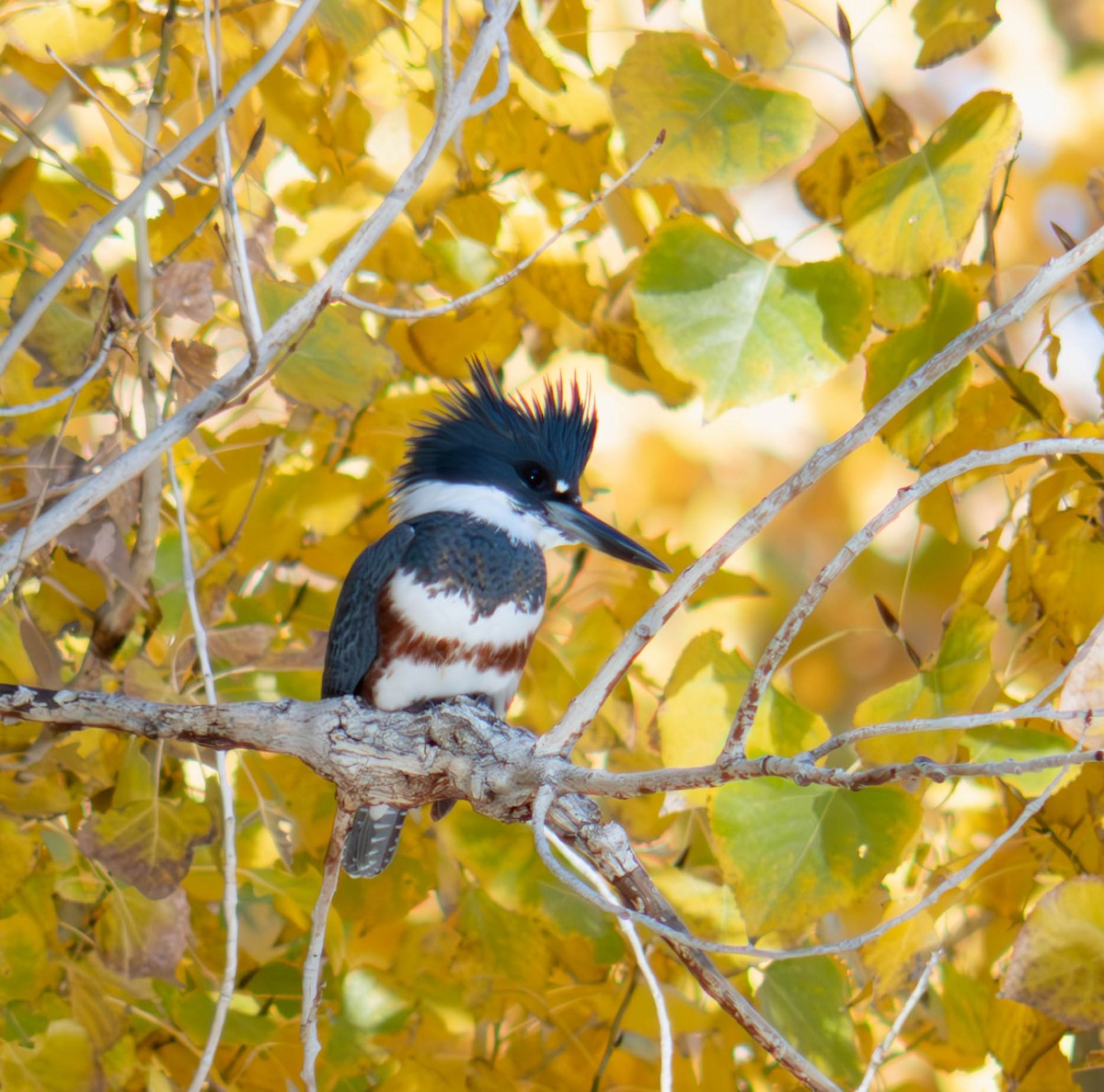 Belted Kingfisher - ML646761578