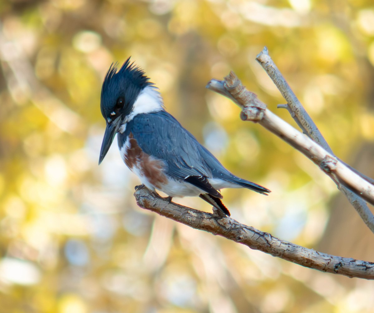 Belted Kingfisher - ML646761579