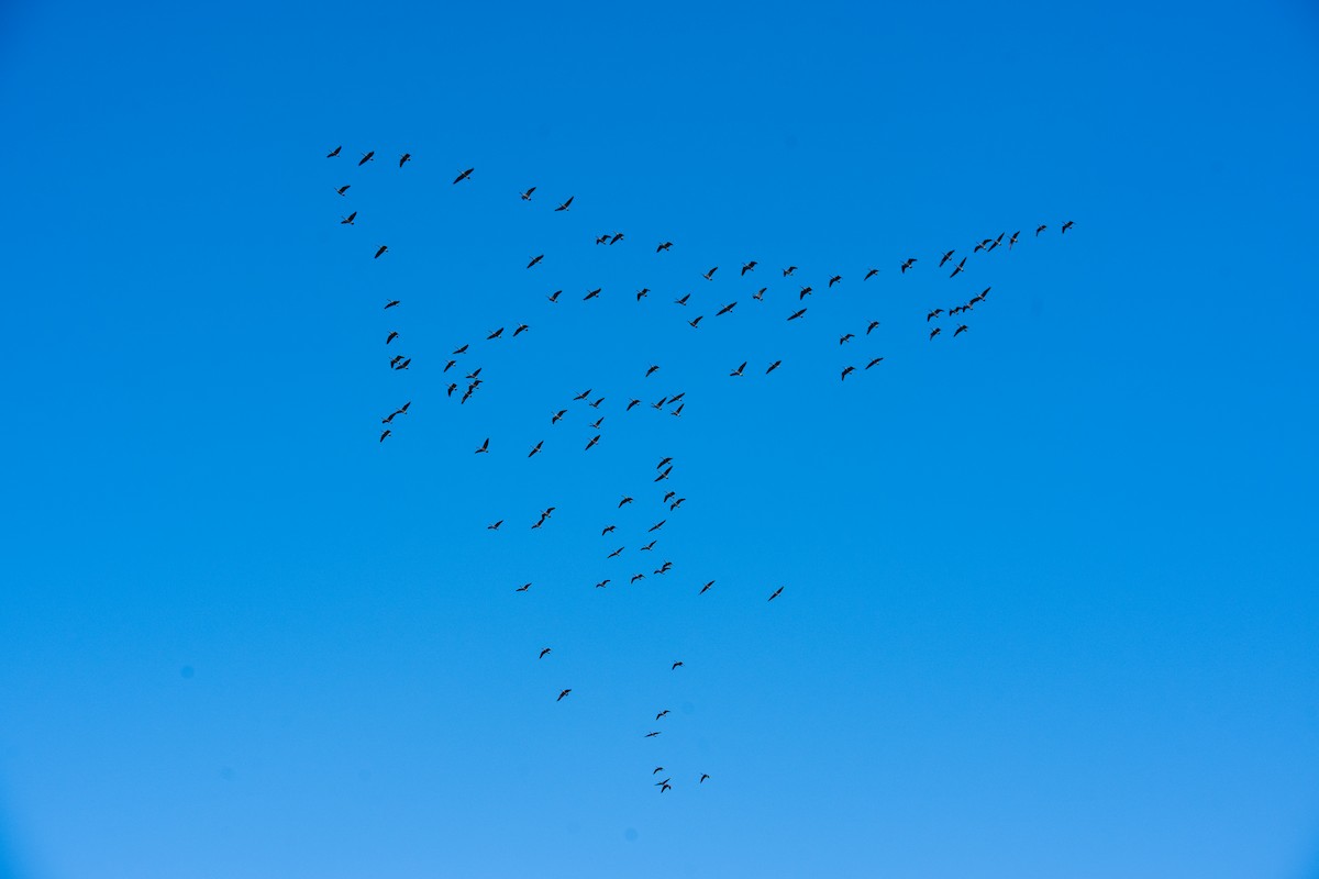 Canada Goose - ML646761581