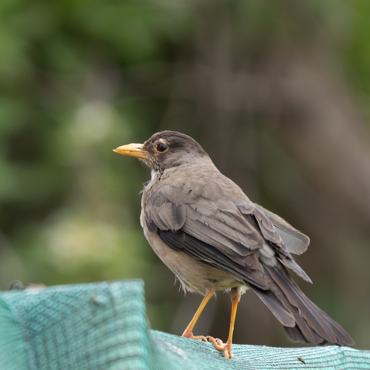 Merle austral - ML646761582