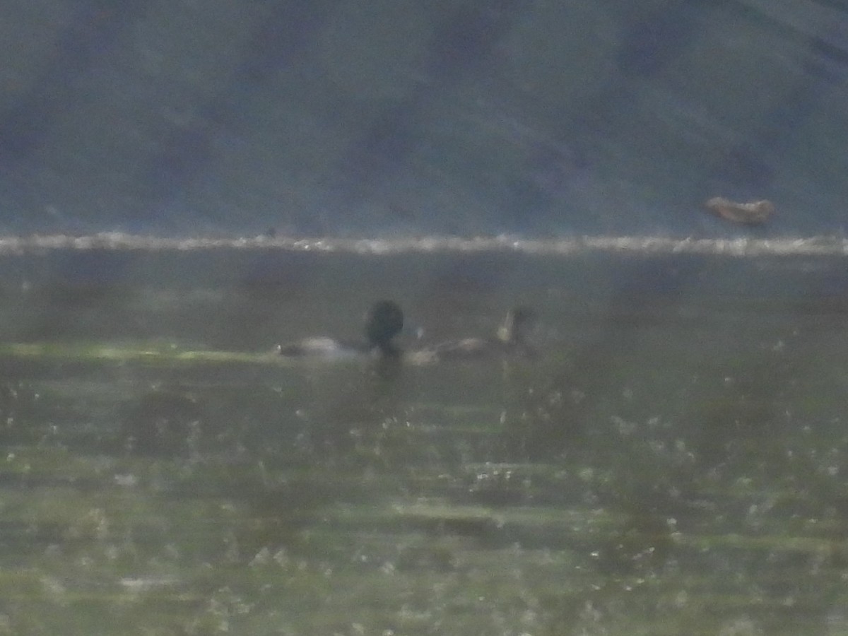 Moretta dal collare - ML646761583