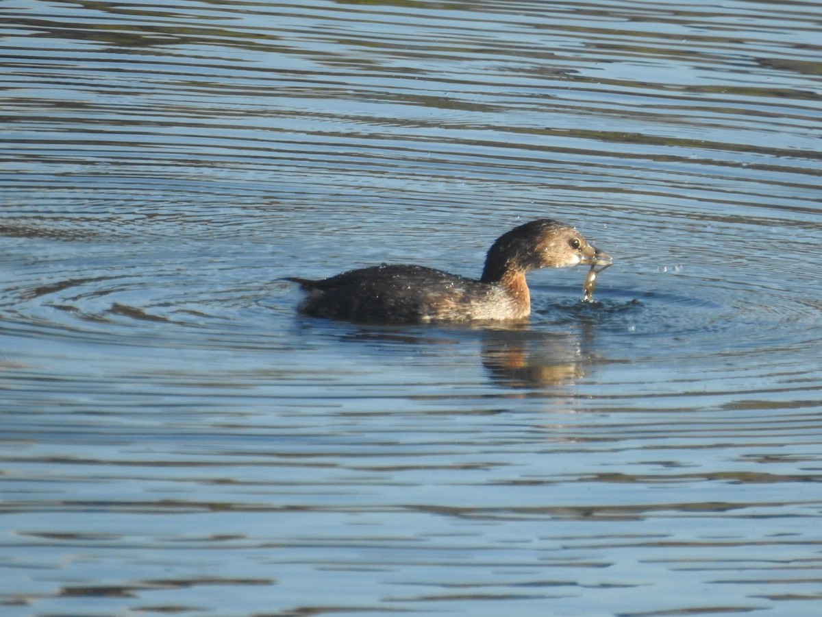 טבלן עקוד-מקור - ML646761584