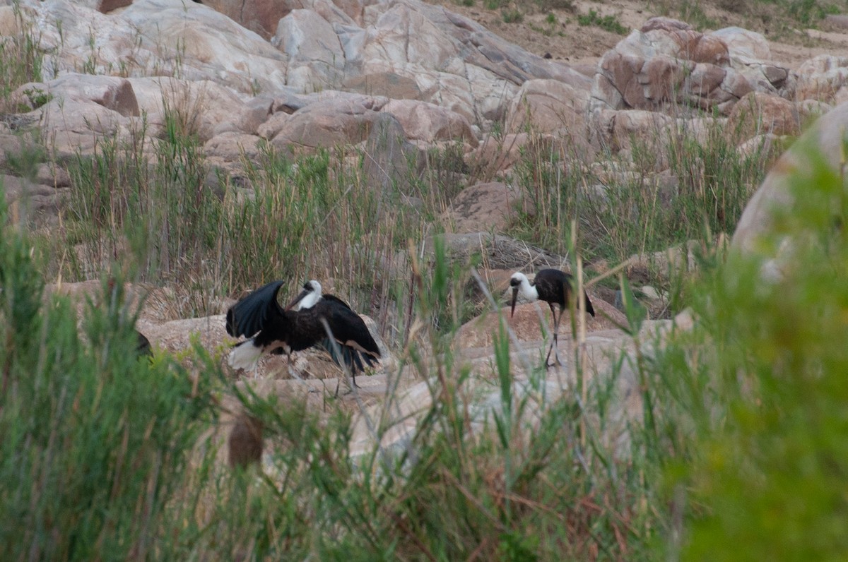 African Woolly-necked Stork - ML646761585