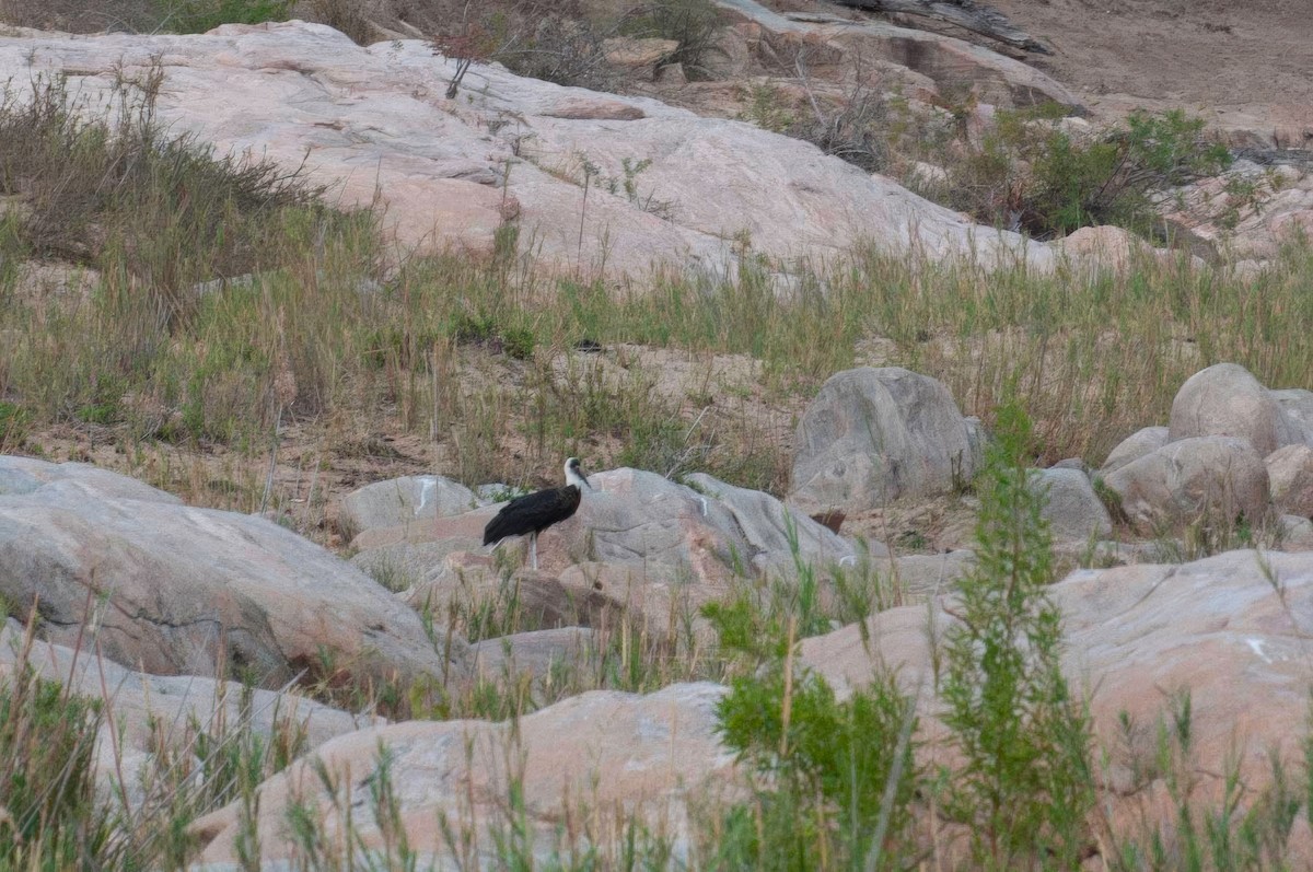 African Woolly-necked Stork - ML646761586