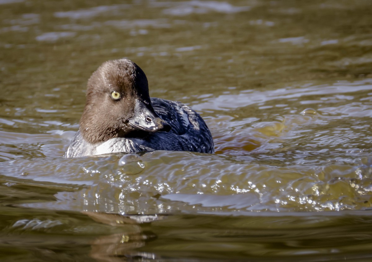 Common Goldeneye - ML646761587