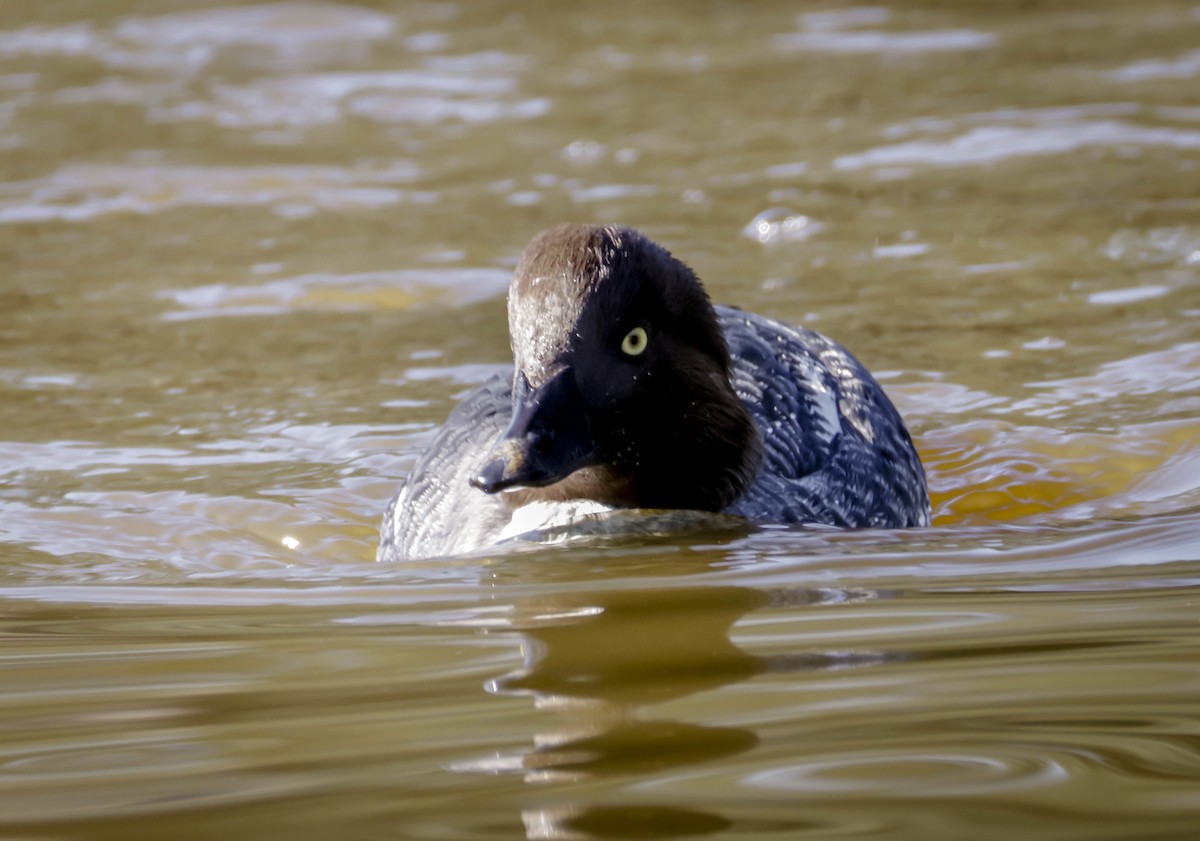 Common Goldeneye - ML646761588