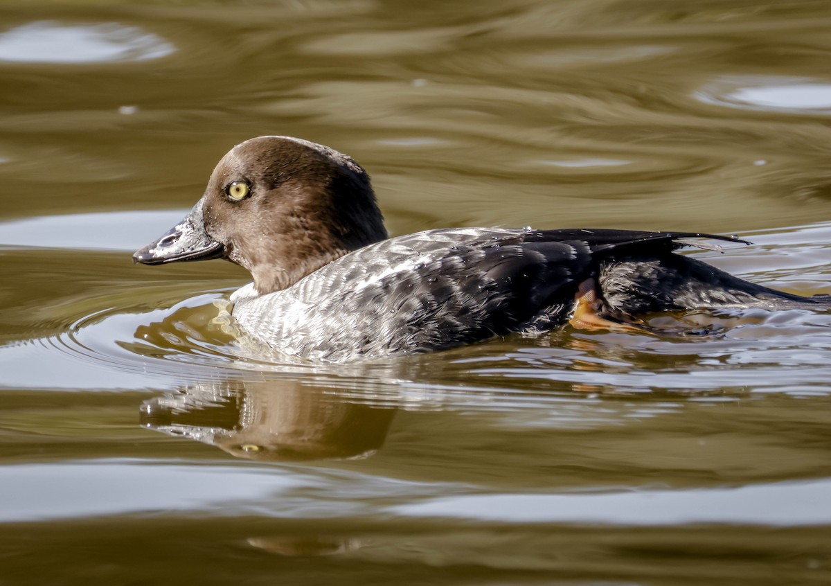 Common Goldeneye - ML646761589