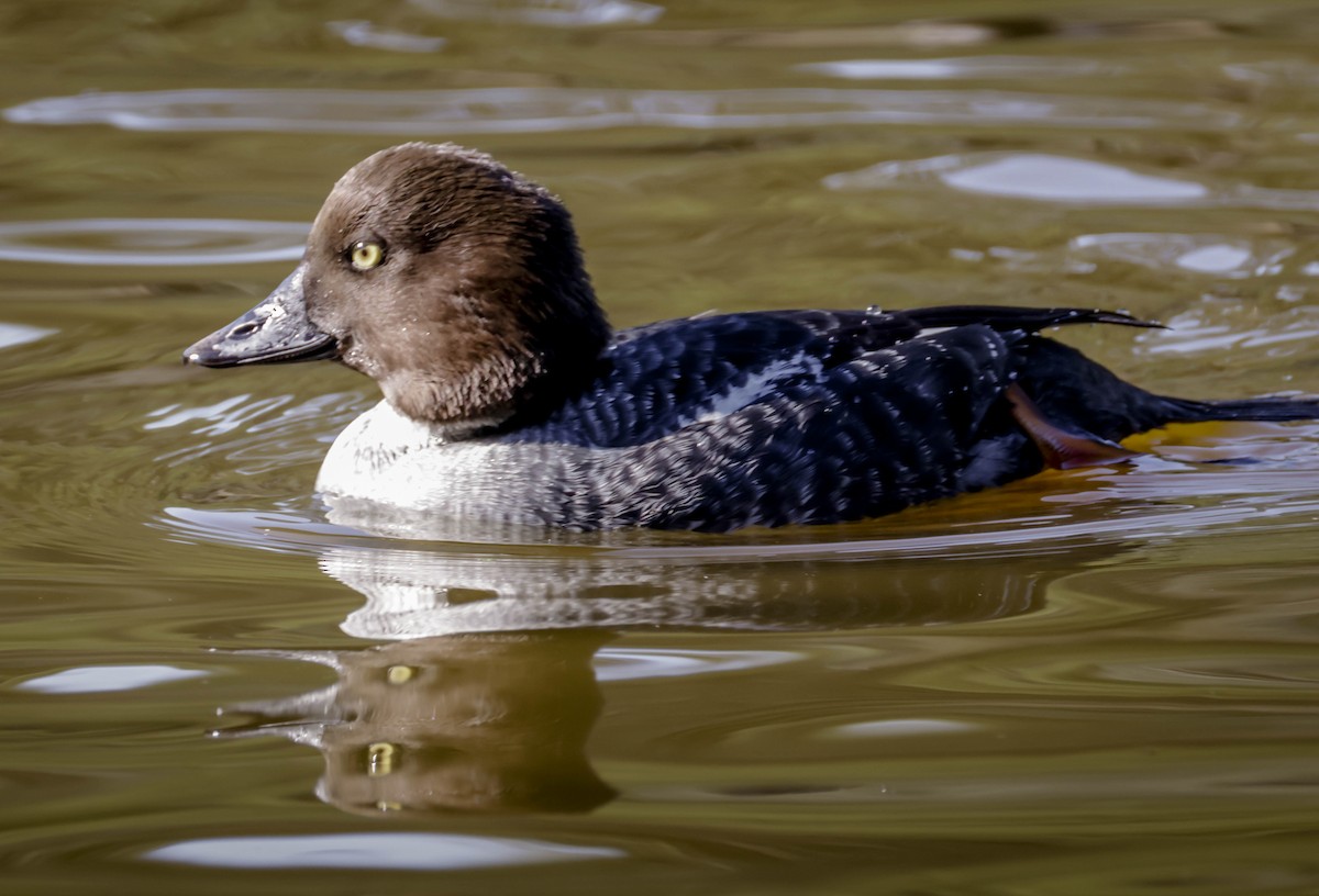 Common Goldeneye - ML646761590