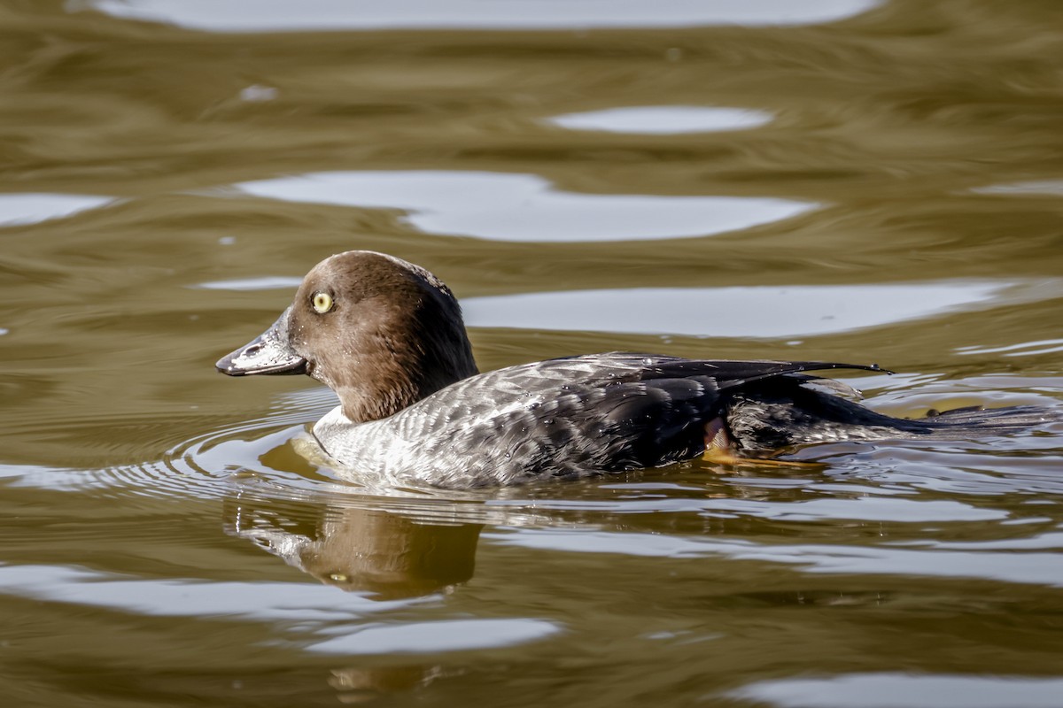 Common Goldeneye - ML646761591