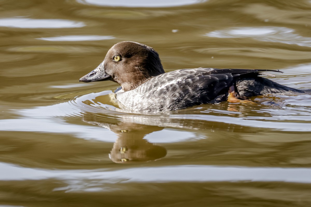 Common Goldeneye - ML646761592