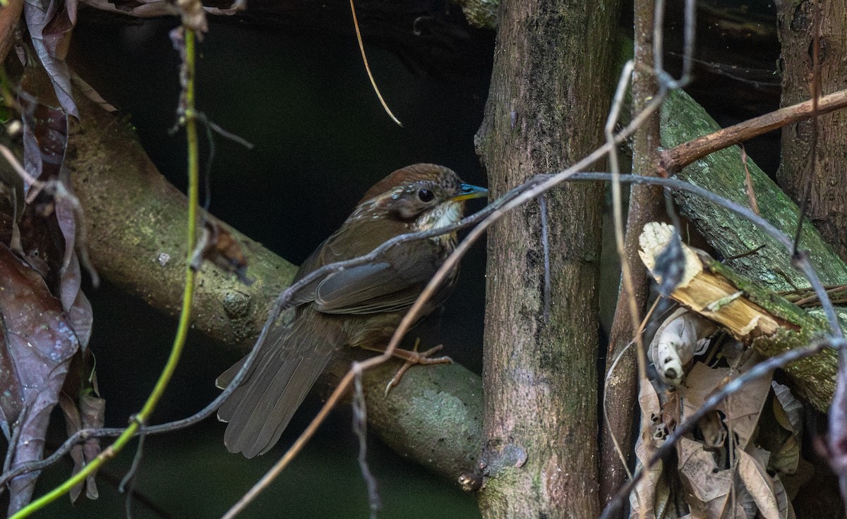 Puff-throated Babbler - ML646761593