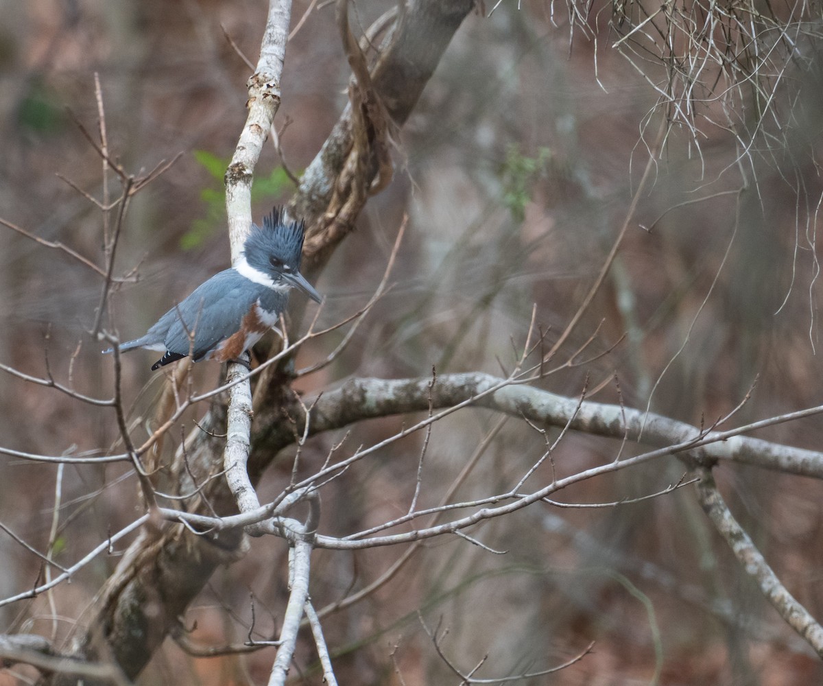Belted Kingfisher - ML646761594