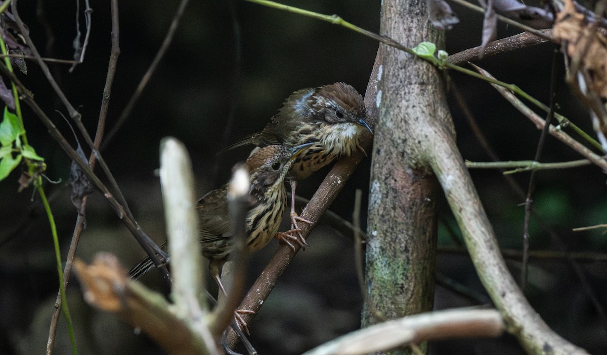 Puff-throated Babbler - ML646761595