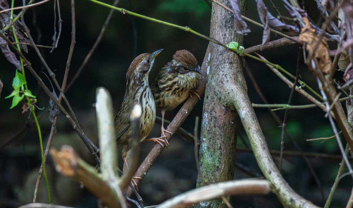 Puff-throated Babbler - ML646761596