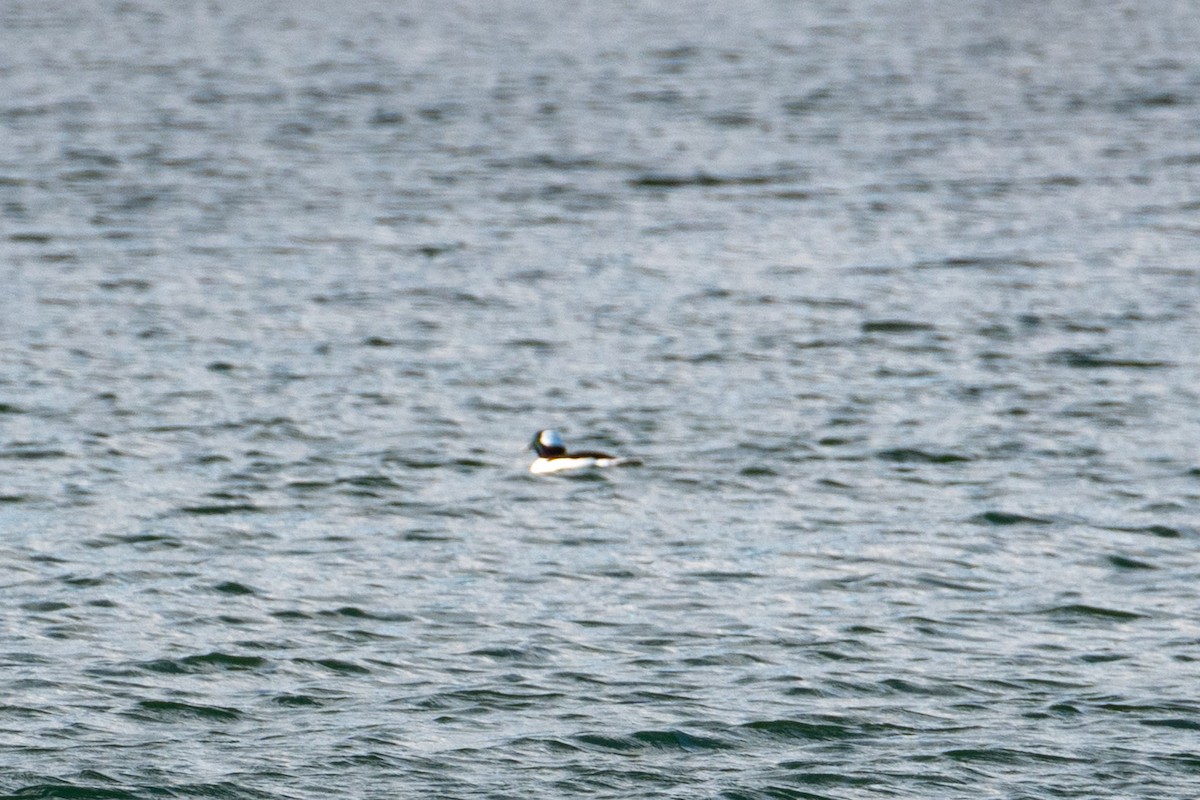 Bufflehead - ML646761597