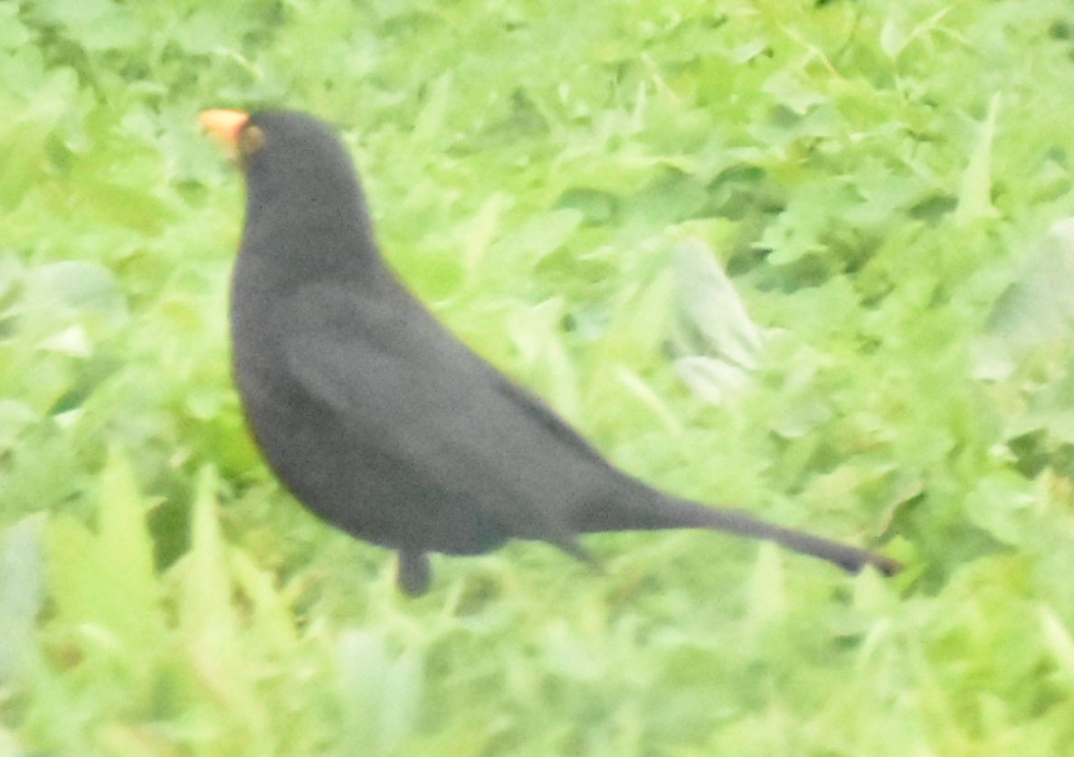 Eurasian Blackbird - ML646761598