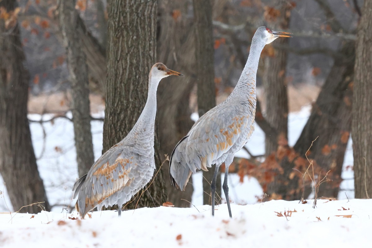 Sandhill Crane - ML646761599