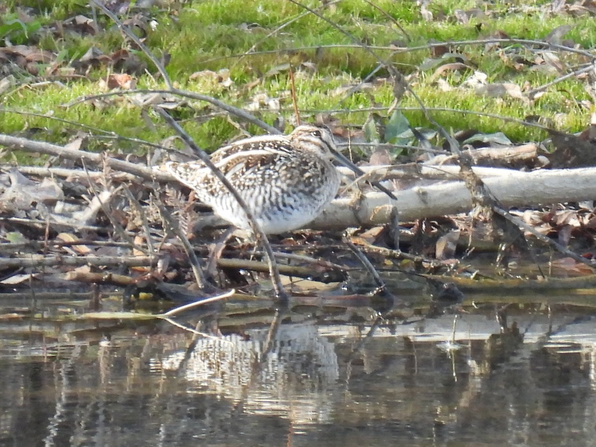 Wilson's Snipe - ML646761600