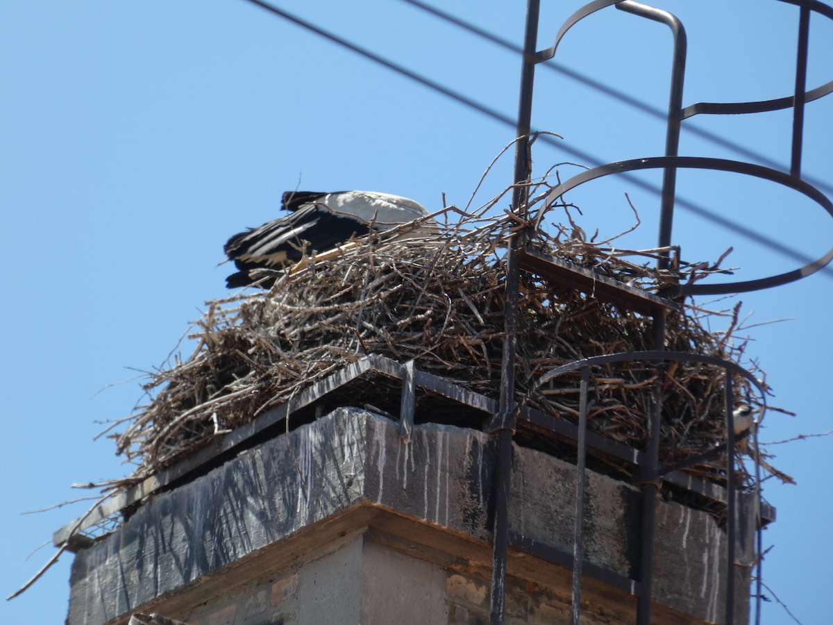 White Stork - ML646761601