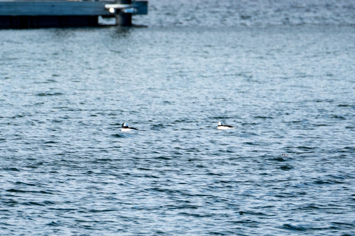 Bufflehead - ML646761602