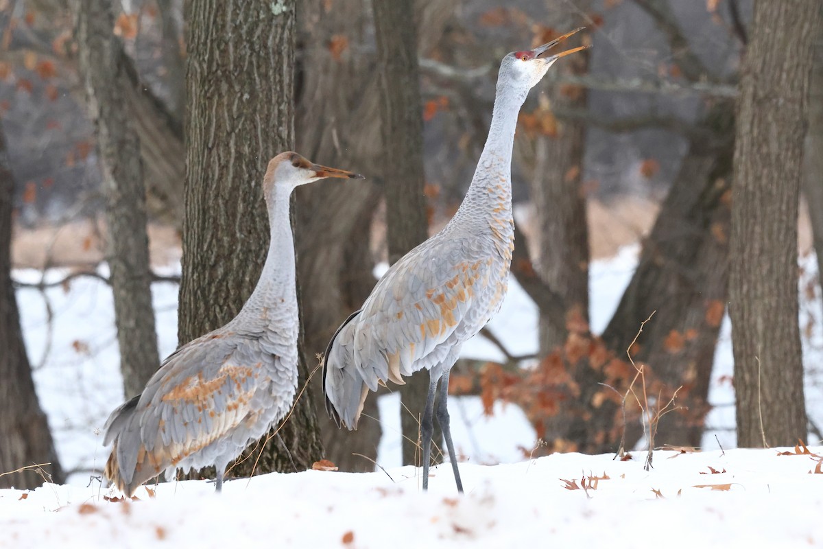 Sandhill Crane - ML646761603
