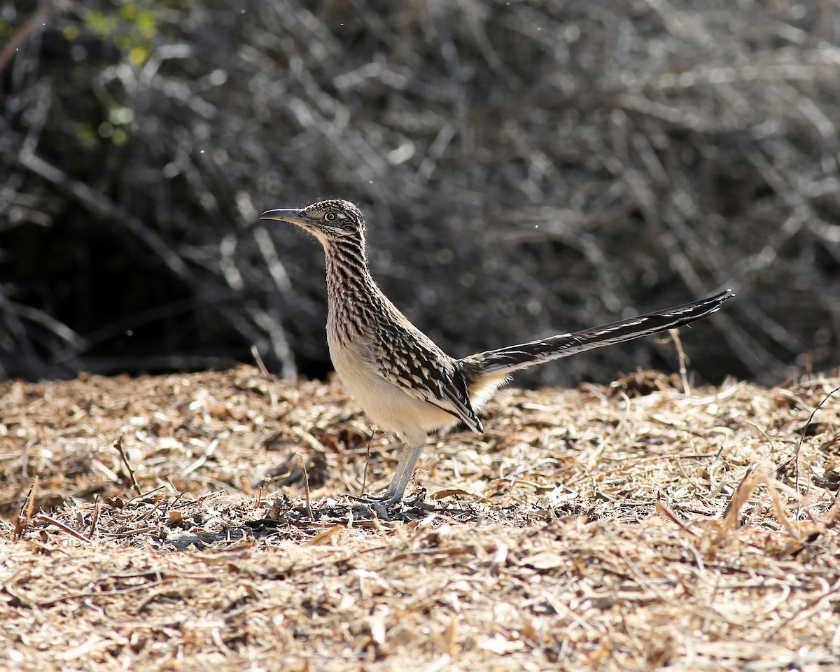 Greater Roadrunner - ML646761604
