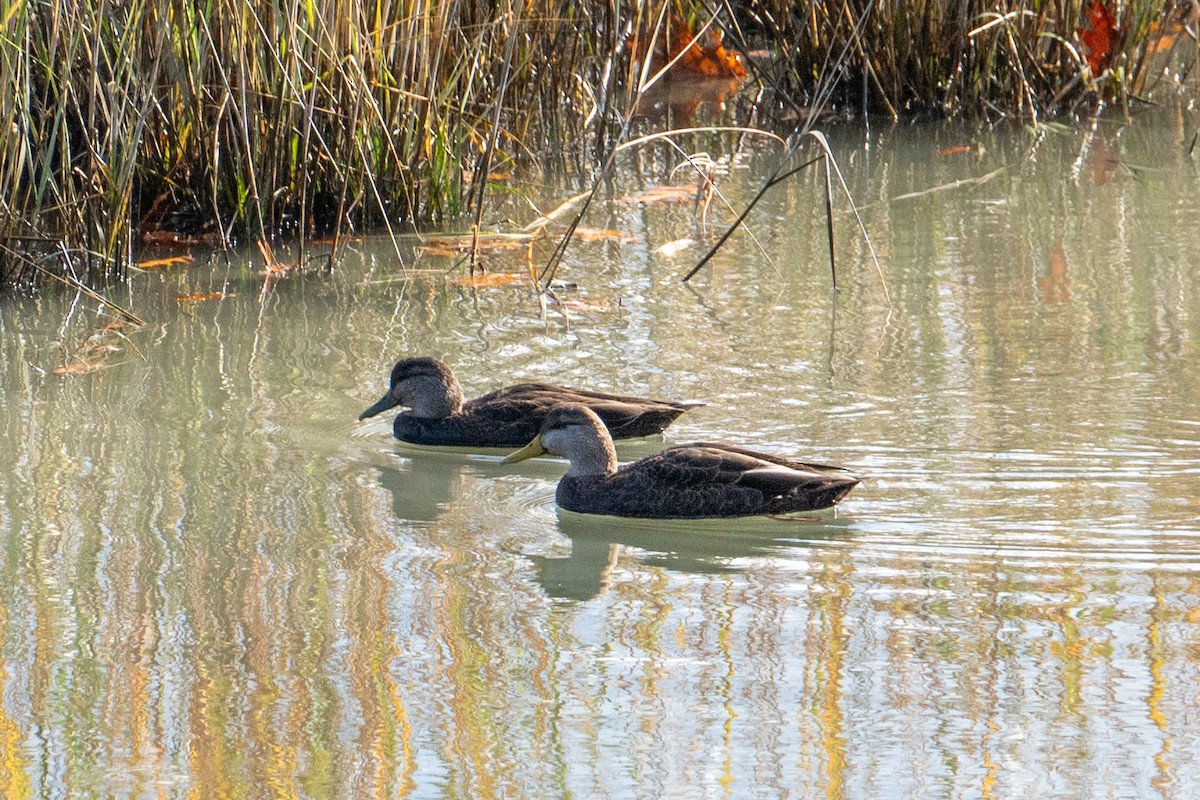 American Black Duck - ML646761606