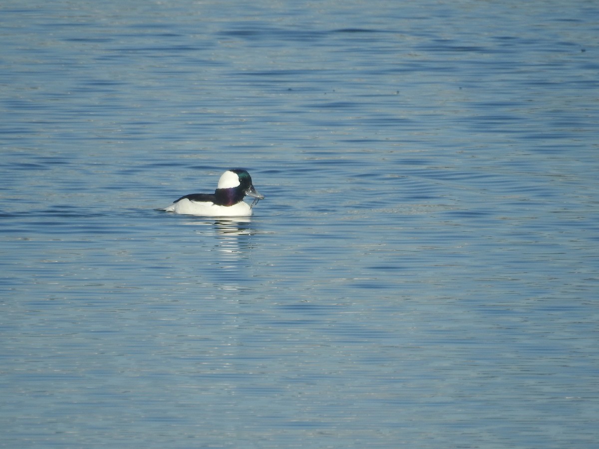 Bufflehead - ML646761607