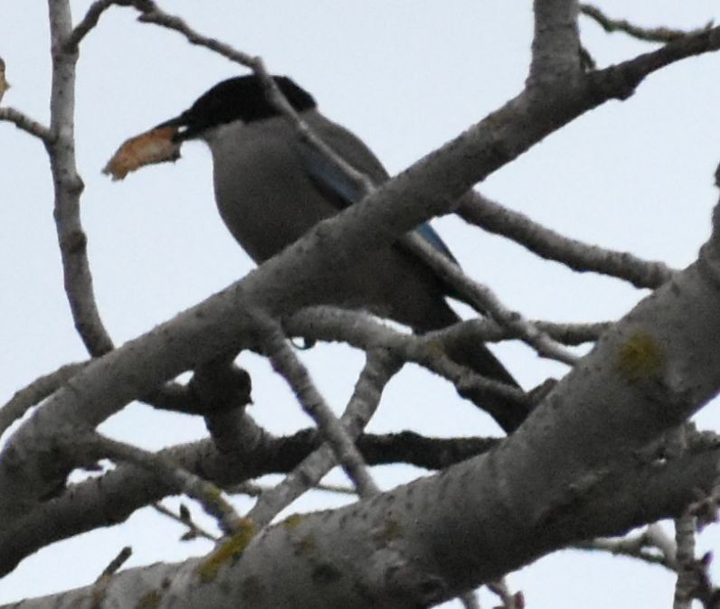 Iberian Magpie - ML646761608