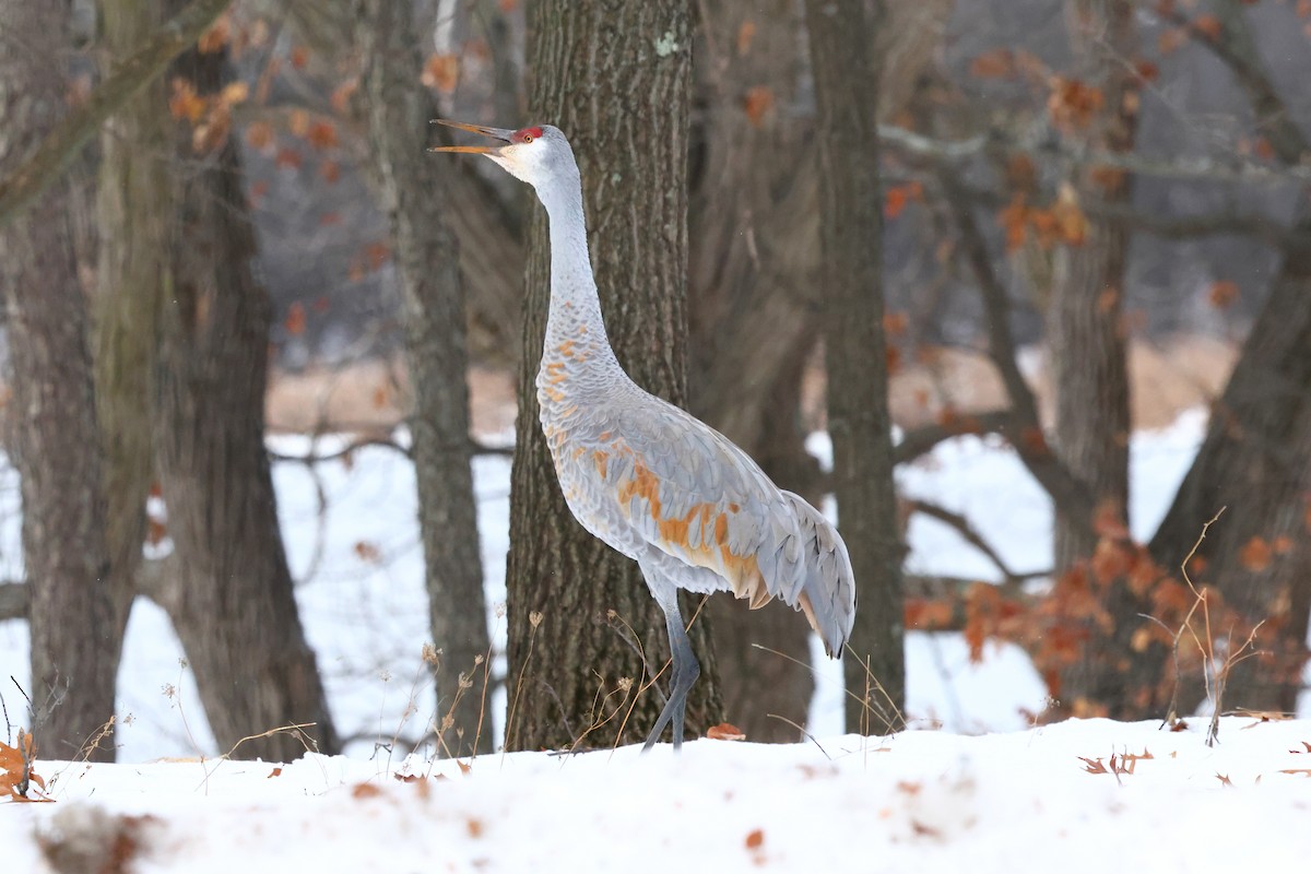 Sandhill Crane - ML646761609