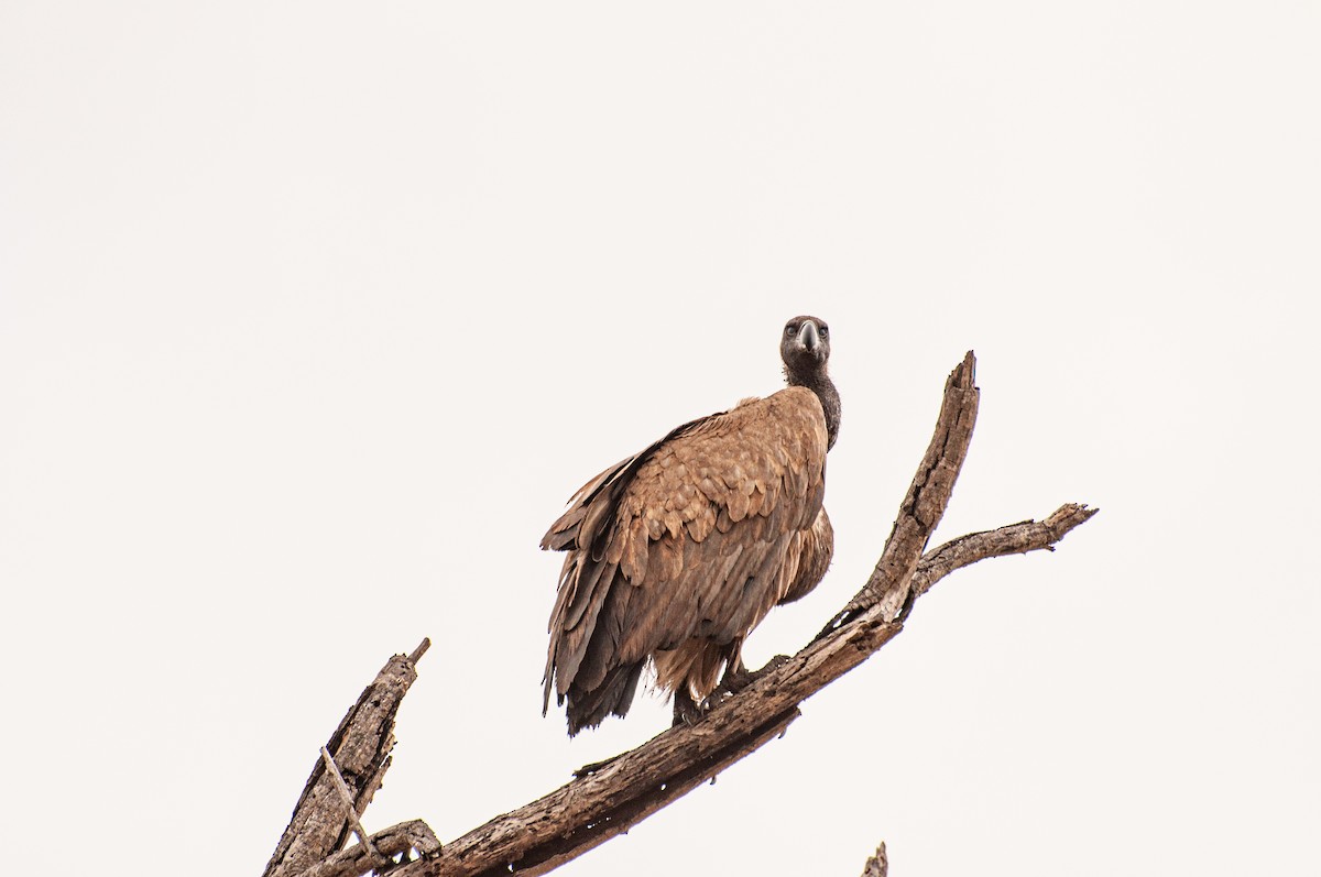 Cape Griffon - ML646761610