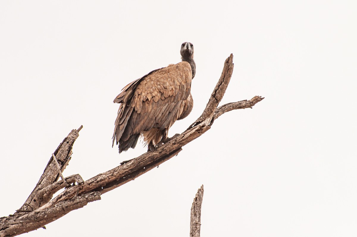 Cape Griffon - ML646761611