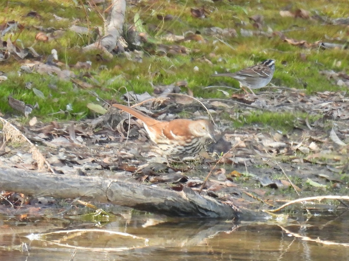 Brown Thrasher - ML646761612
