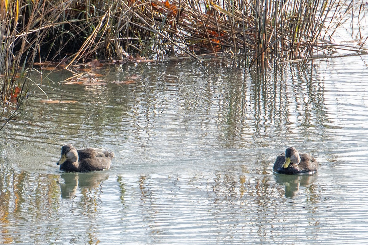American Black Duck - ML646761613