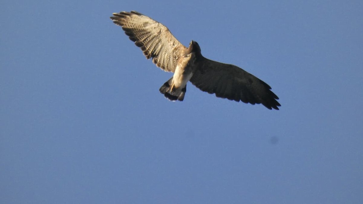 White-tailed Hawk - ML646761614