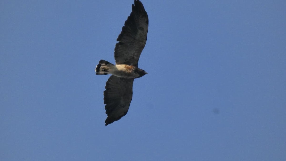 White-tailed Hawk - ML646761615