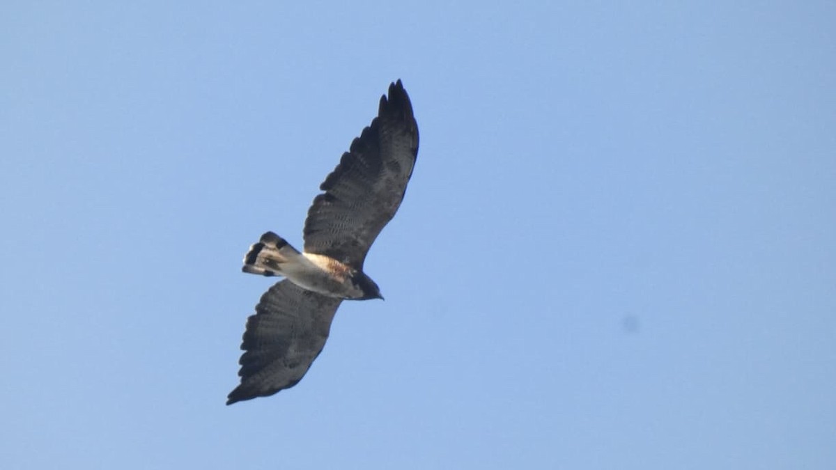 White-tailed Hawk - ML646761616