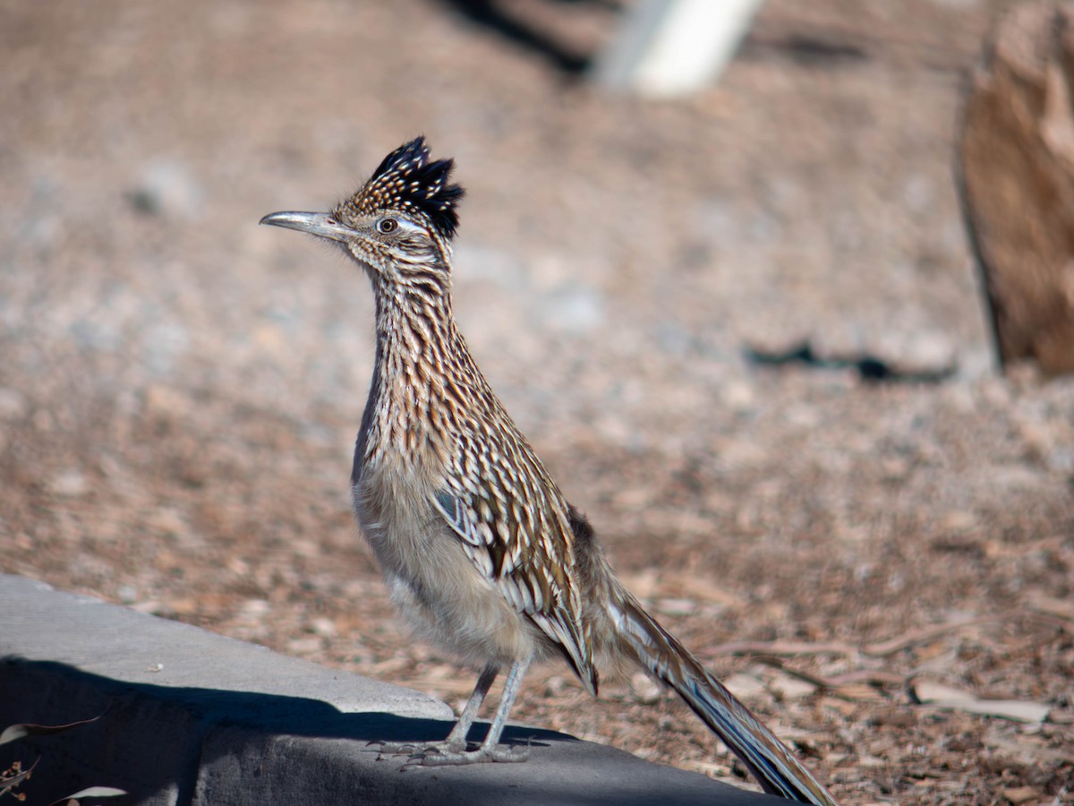 Greater Roadrunner - ML646761619
