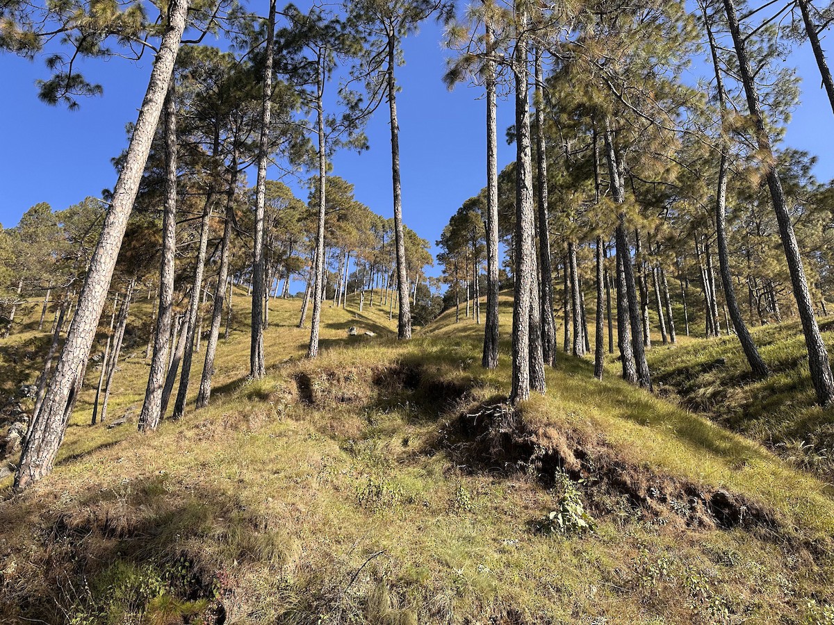 White-capped Bunting - ML646761623