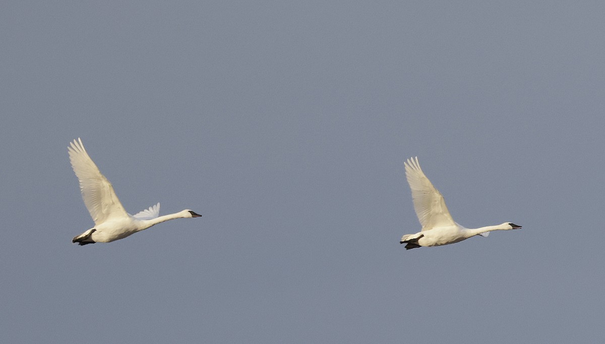 ברבור אמריקני - ML646761626