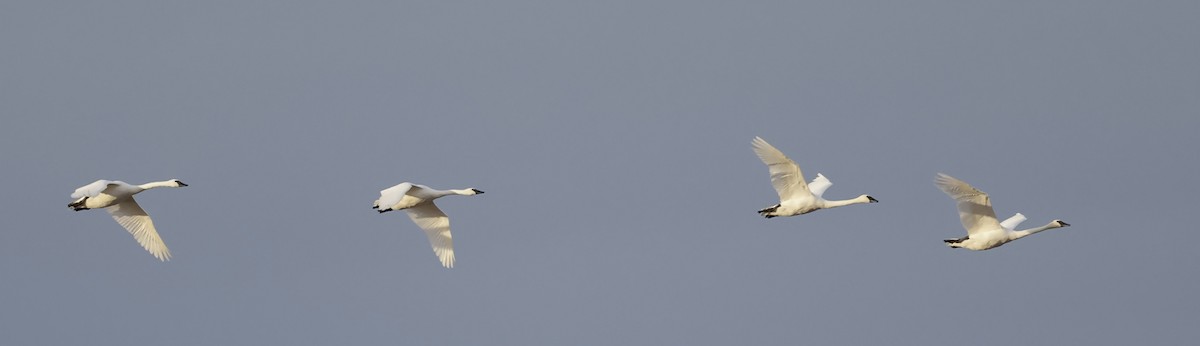 ברבור אמריקני - ML646761627