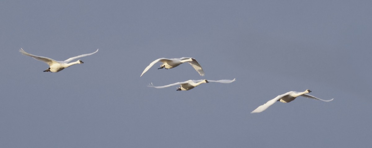 ברבור אמריקני - ML646761628