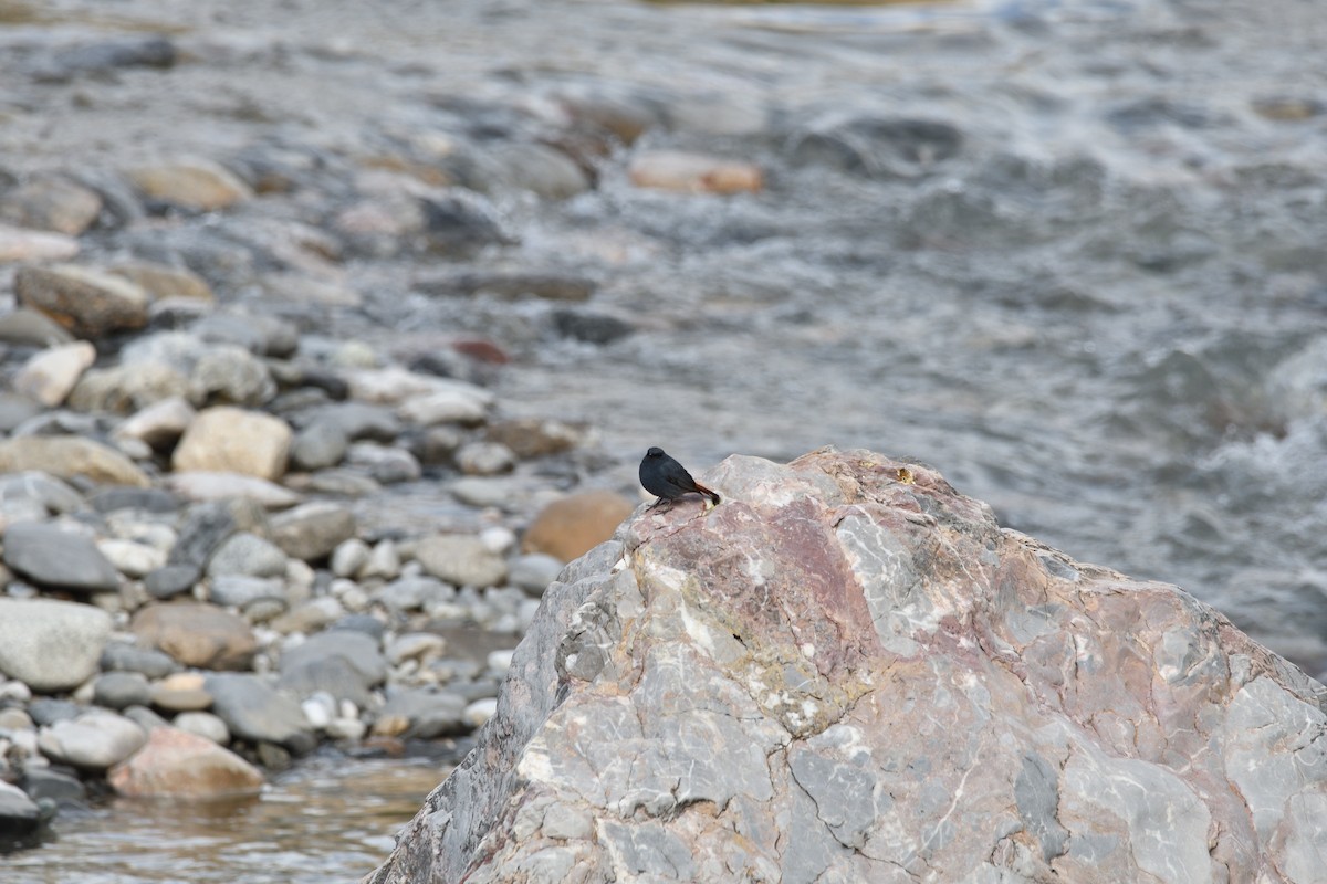 Plumbeous Redstart - ML646761629