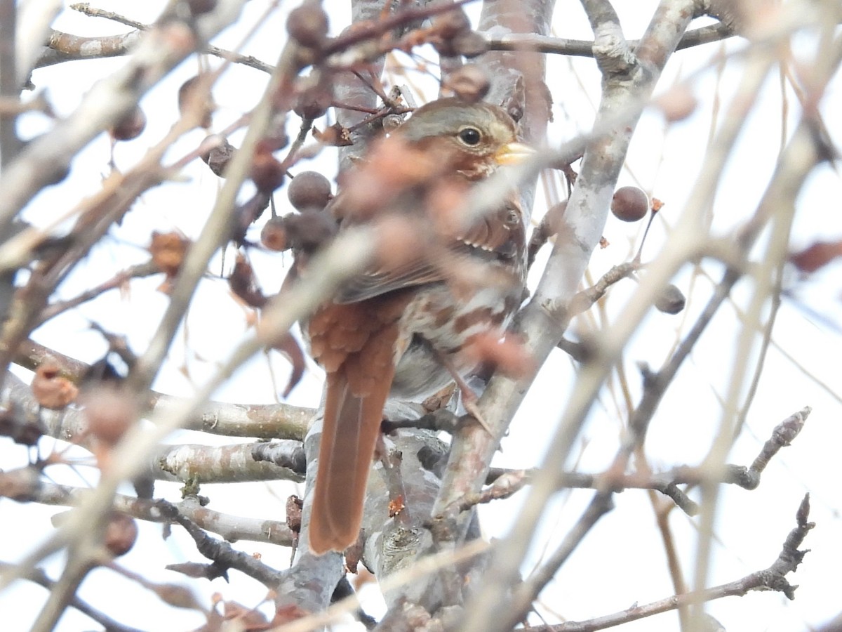 Passerella variabile (iliaca/zaboria) - ML646761630