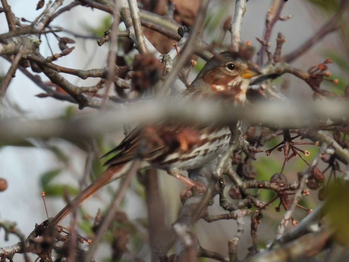 Passerella variabile (iliaca/zaboria) - ML646761631