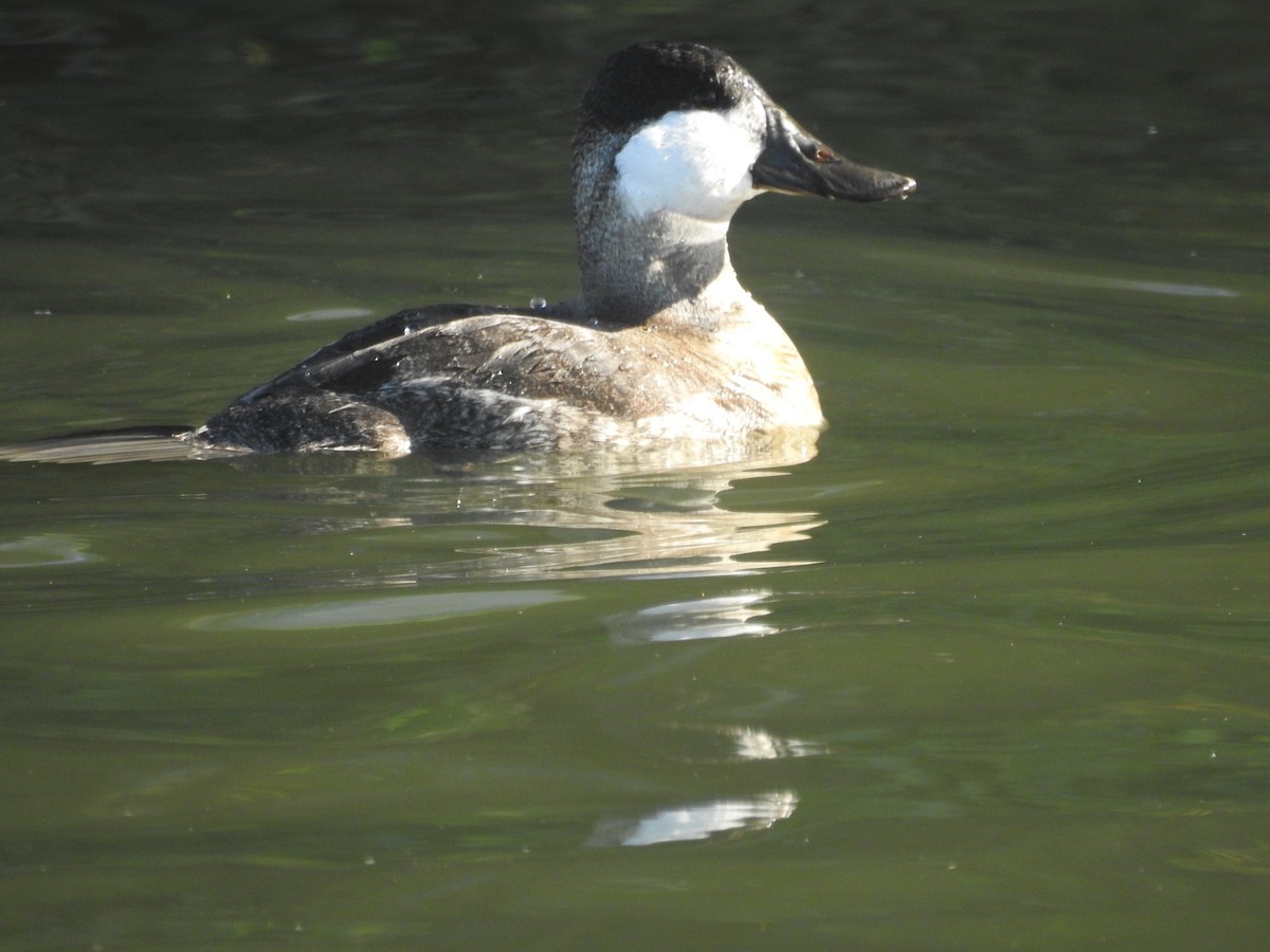 צחראש אדמוני - ML646761632