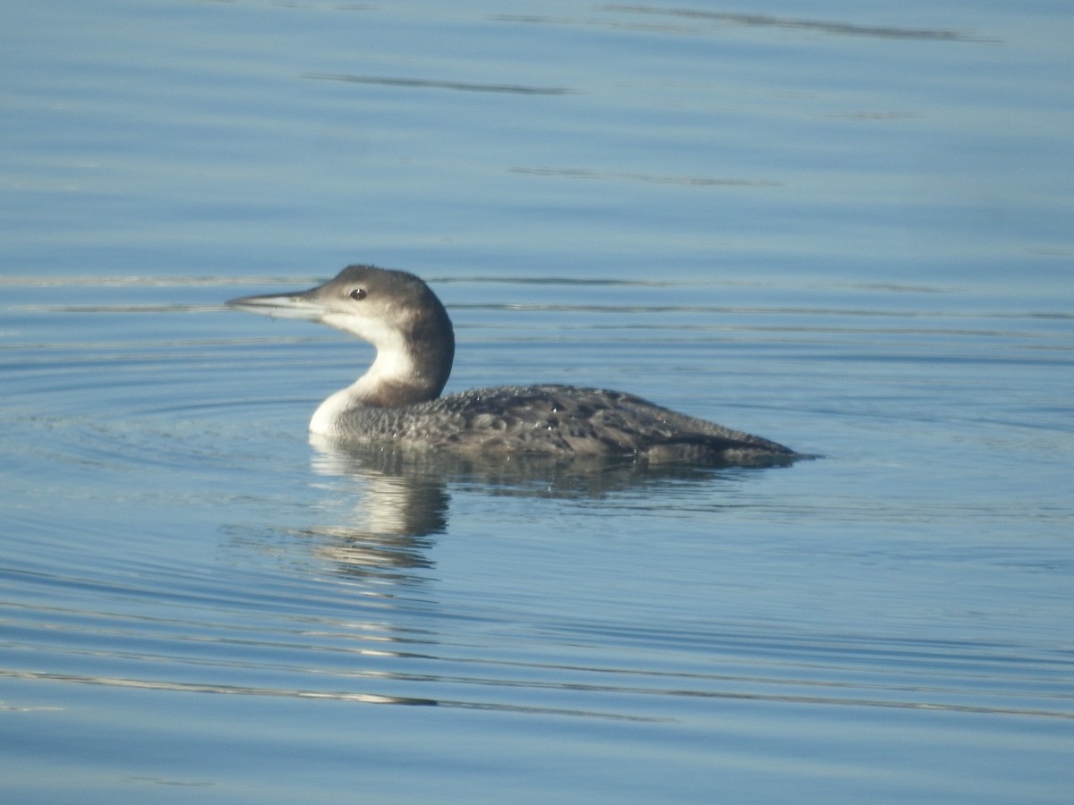 צוללן צפוני - ML646761640