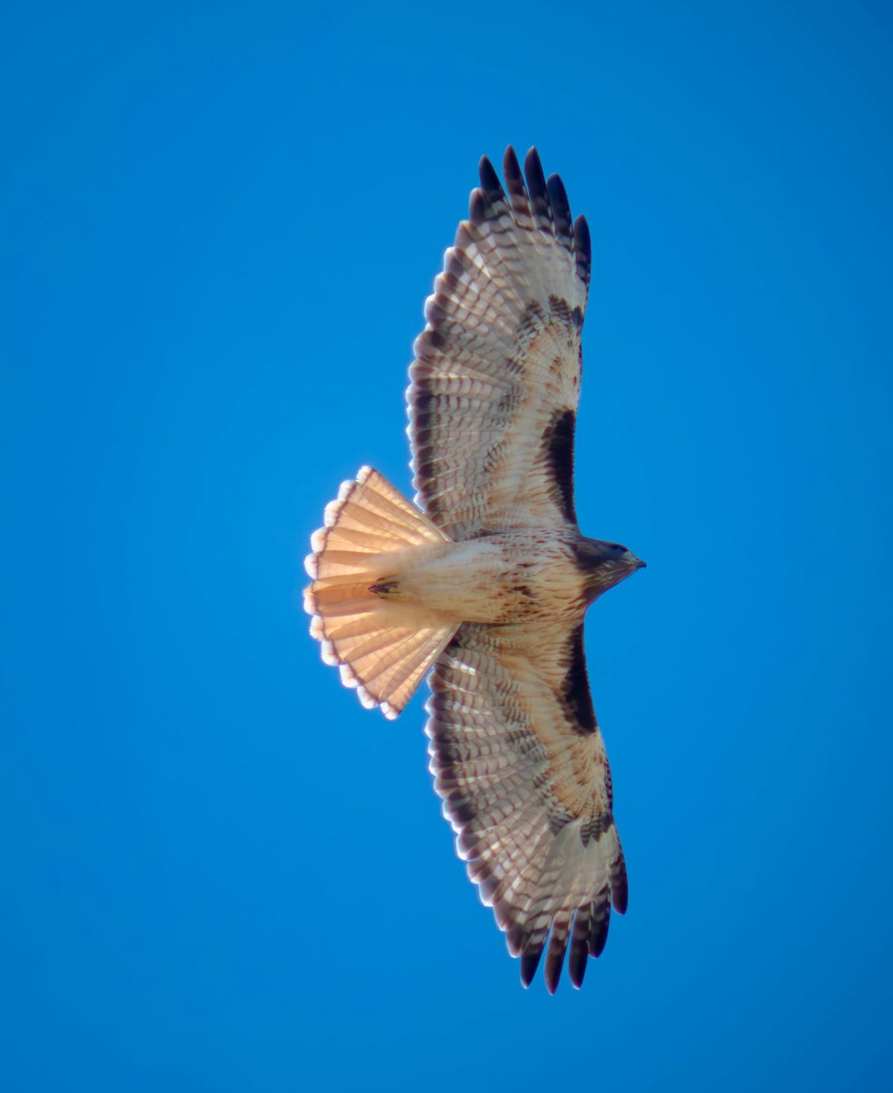 Red-tailed Hawk - ML646761641