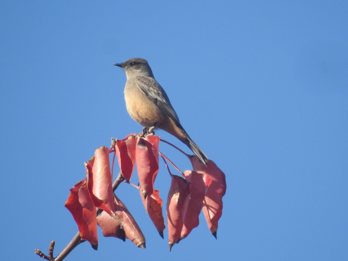 Say's Phoebe - ML646761649