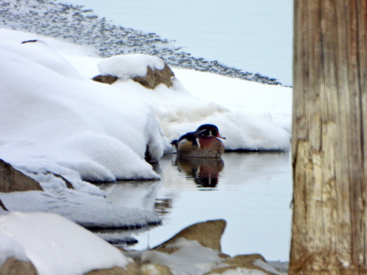 Canard branchu - ML646761655